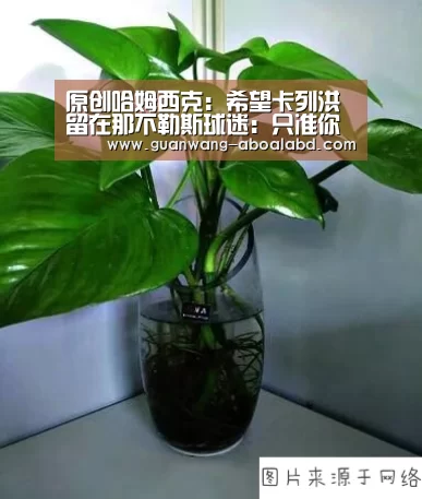 原创哈姆西克:希望卡列洪留在那不勒斯球迷:只准你在中超赚大钱?【新葡京娱乐官网】(图2) 新葡京娱乐官网